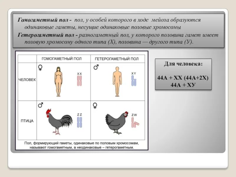 У человека есть пол. Гомогаметный пол и гетерогаметный пол это. Гомогаметный пол у человека. Половые хромосомы гомогаметного пола:. У птиц самцы гомогаметны.