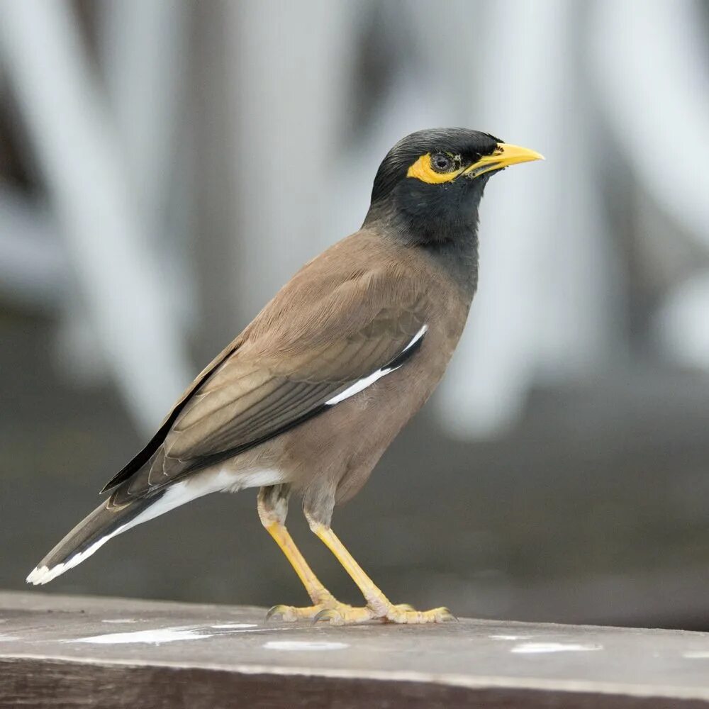 Индийский скворец майна. Майна обыкновенная (common Myna).. Афганский скворец майна. Майна (Acridotheres tristis). Коричневая птица с клювом