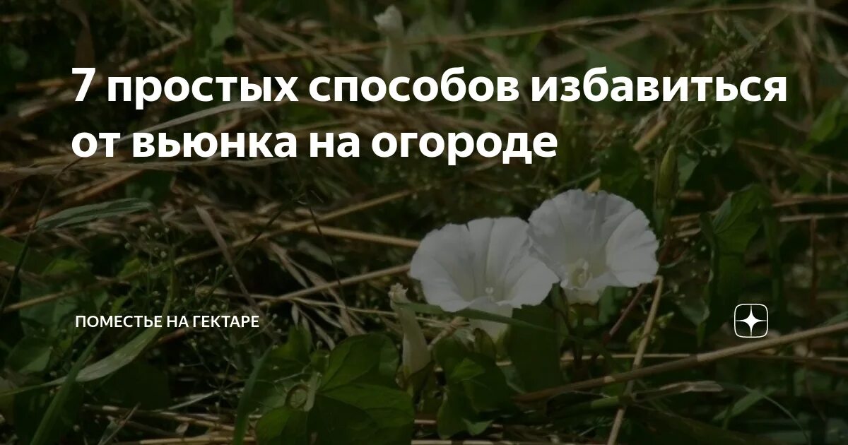 Вьюнок березка сорняк как бороться. Вьюнок полевой березка. Как избавиться от вьюна. Вьюн березка сорняк. Вьюнок березка сорняк.