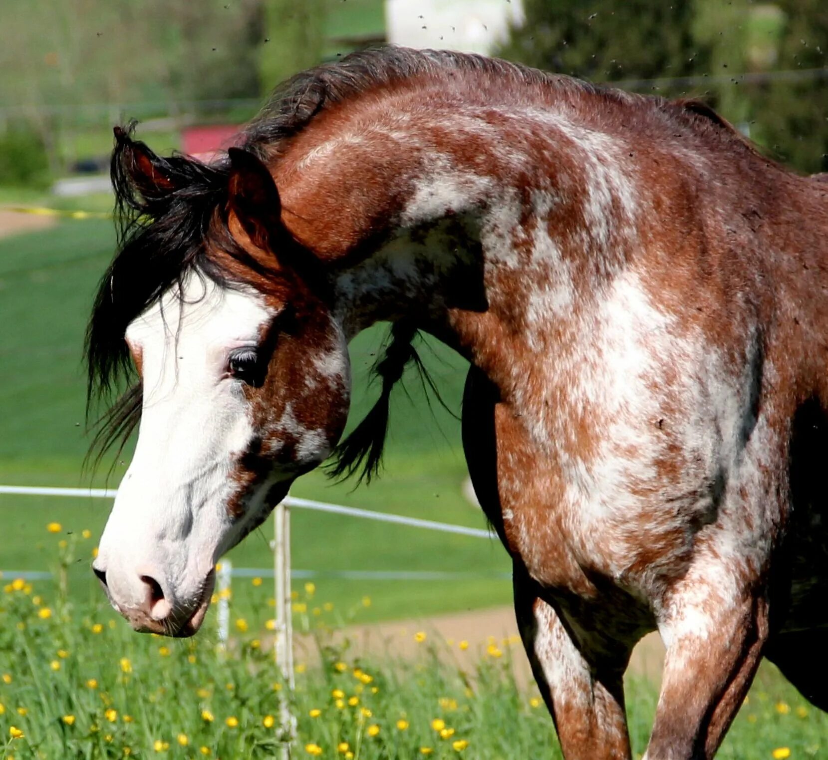чалая масть лошади. сабино масть лошади. ахалтекинская лошадь пегая. Sabino horse. сабино рабикано.