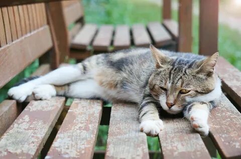 Покажи кота дремота