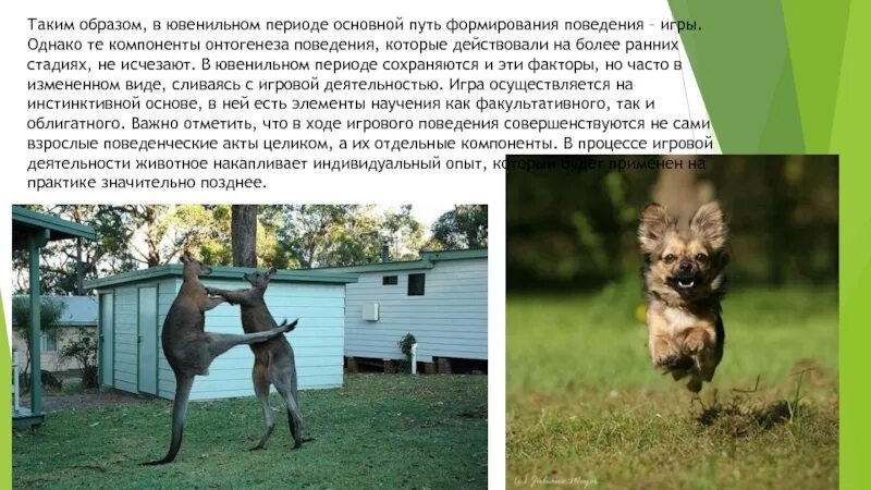 Пренатальный онтогенез (эмбриональный) этапы. Рассудочная деятельность животных. Двигательная активность эмбриона. Развитие деятельности животных. Развитие деятельности животных.