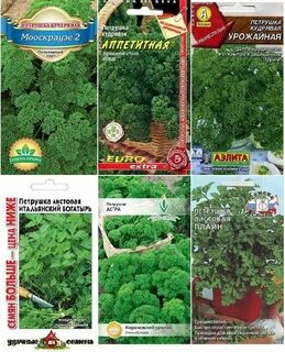 Сорт семян петрушки