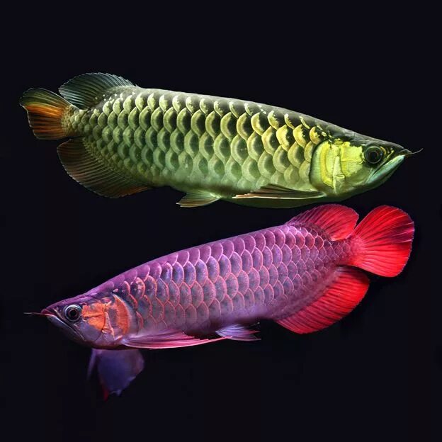 Аравана рыба фото SNOW AROWANA Tropical freshwater fish, Freshwater aquarium, Tropical fish