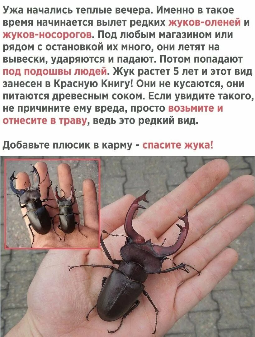 Кусается ли жук носорог. Жук олень. самый большой жук олень. интересные факты о жуке олене. жук олень максимальный размер.