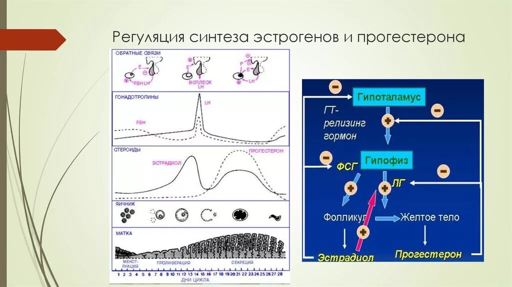 Участвуют в синтезе гормонов. Регуляция синтеза половых гормонов. Регуляция секреции эстрогенов. Регуляция синтеза эстрогенов. Синтез прогестерона.