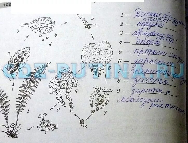 Домашнее задание по биологии. Размножение споровых растений таблица. Задания рисунки по биологии. Схема развития споровых растений. Биология 6 класс учебник пасечник 22 параграф