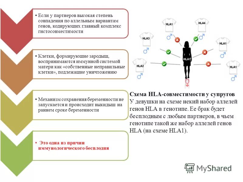 Анализ на совместимость супругов. HLA совместимость. Совместимость по системе HLA. HLA несовместимость супругов. Исследование генетической совместимости;.