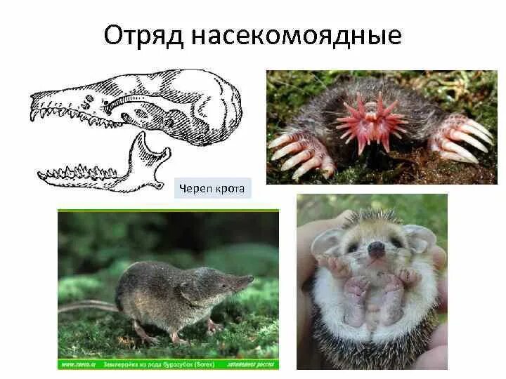 Особенности строения зубной системы насекомоядных. Зубная система насекомоядных млекопитающих. отряд насекомоядные череп. отряд насекомоядные зубная формула. отряд насекомоядные крот.