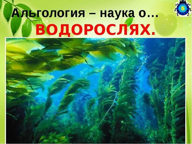 Наука о водорослях. Водоросли альгология. Наука изучающая водоросли называется. Водоросли альгология. Наука изучающая водоросли называется.