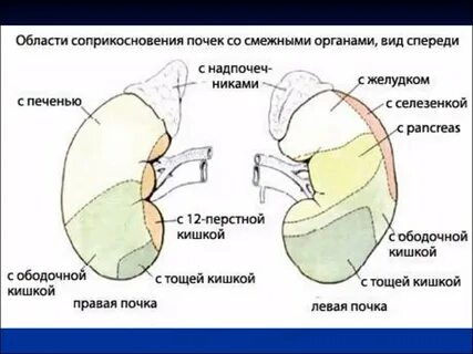 Функции тазовых и туловищных почек