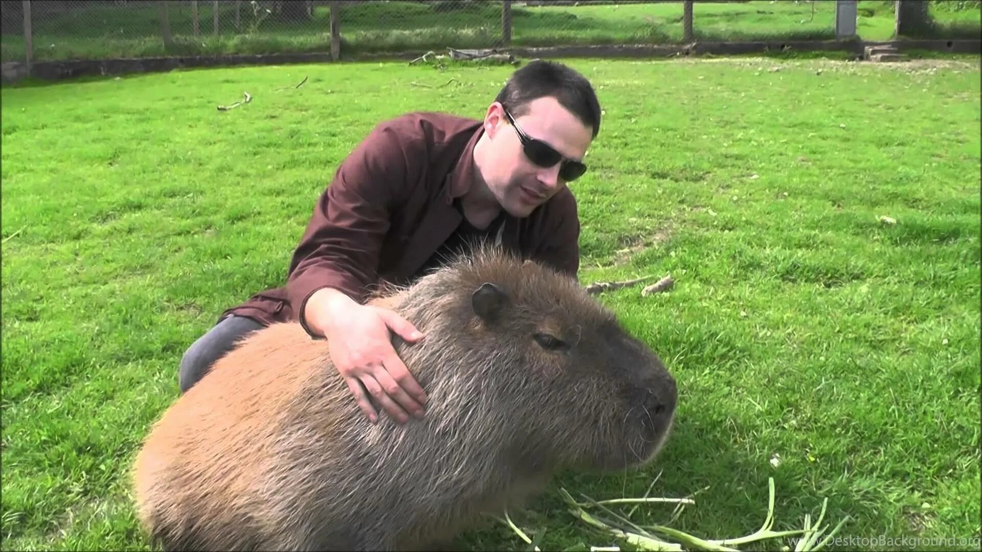 крысы огромных размеров. самая большая дикая крыса в мире. гигантская крыса флорес. капибара и крыса. крыса босави размер.