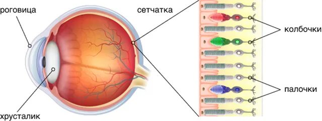 Палочки и колбочки сетчатки глаза. Дальтонизм сетчатка. Дальтонизм сетчатка глаза. Дальтонизм колбочки. Колбочки сетчатки находятся