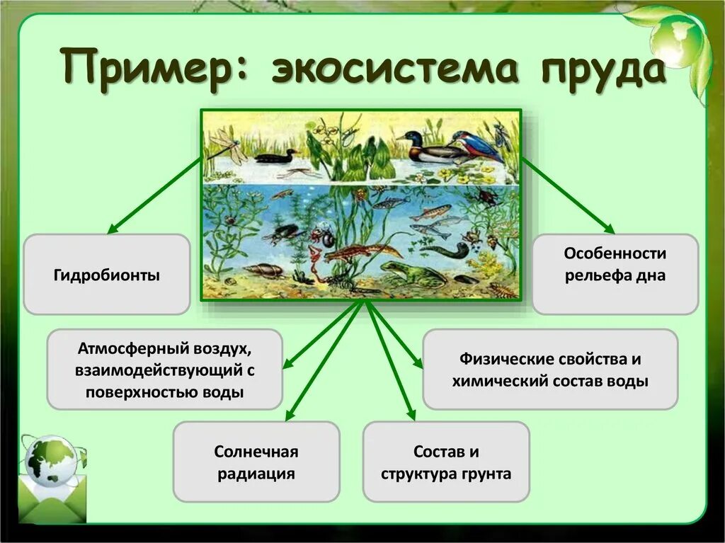 Во всех природных сообществах выделяют. Структура биогеоценоза пруда. Структура биогеоценоза и экосистемы. Примеры экосистем. Экосистема водоема.