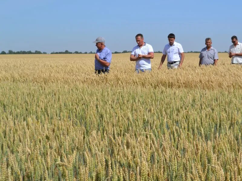 Погода в степновском районе село зеленая роща. Рп5 зеленая роща степновского района. Село зеленая роща степновский район. Погода в степновском районе село зеленая роща. Ставропольский край степновский район село зеленая роща.