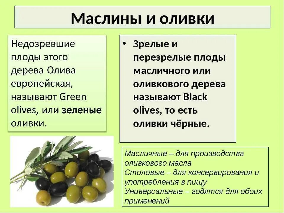 Оливки зеленые польза