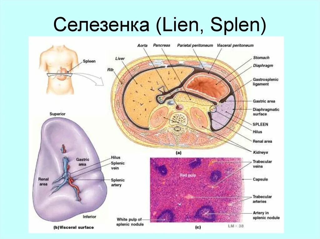 Строение селезенки. Строение селезенки анатомия. Селезенка рисунок. Селезенка определение