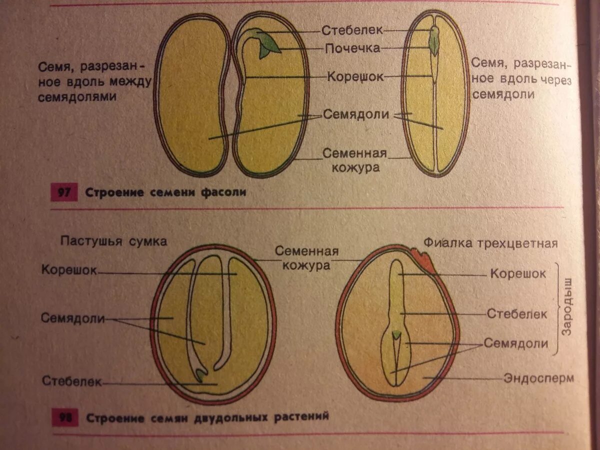 Почечка фасоли. Семя однодольного и двудольного растения. Семена однодольных и двудольных растений. Строение семени двудольного растения. Строение семян однодольных и двудольных растений.