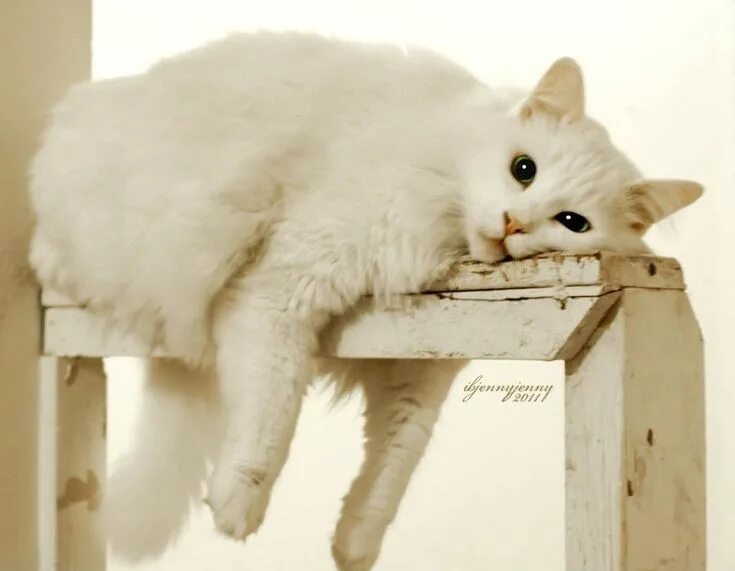 Bored cat