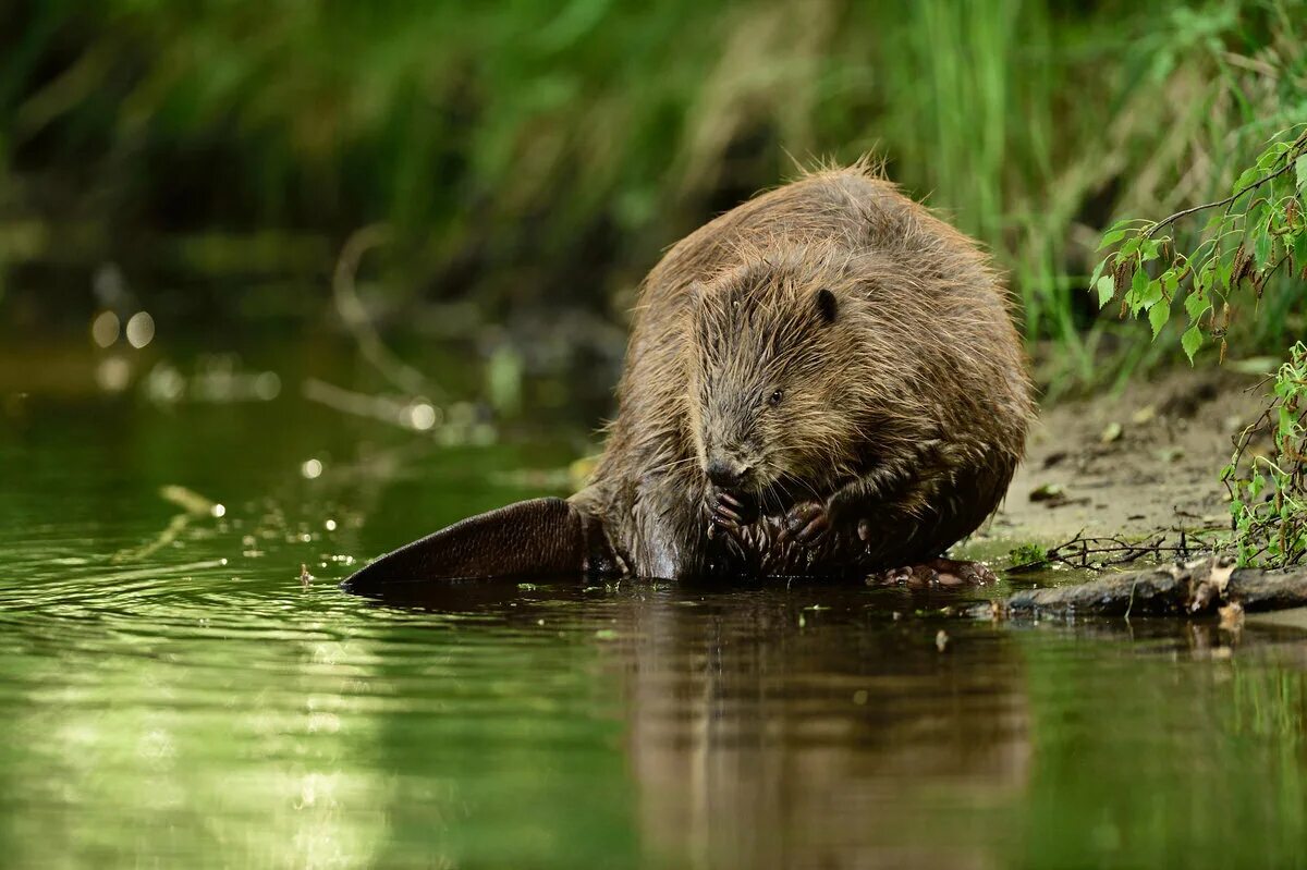 Бобр Речной обыкновенный. Канадский Бобр (Castor canadensis). Бобр (Castor Fiber Linnaeus, 1758). Бобр обыкновенный – Castor Fiber. Бобры 71