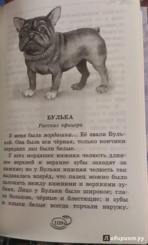 У меня был пес по кличке булька. Лев толстой Булька. Лев Николаевич толстой рассказ Булька. Толстой л н сказки Булька. Булька Лев толстой книга.