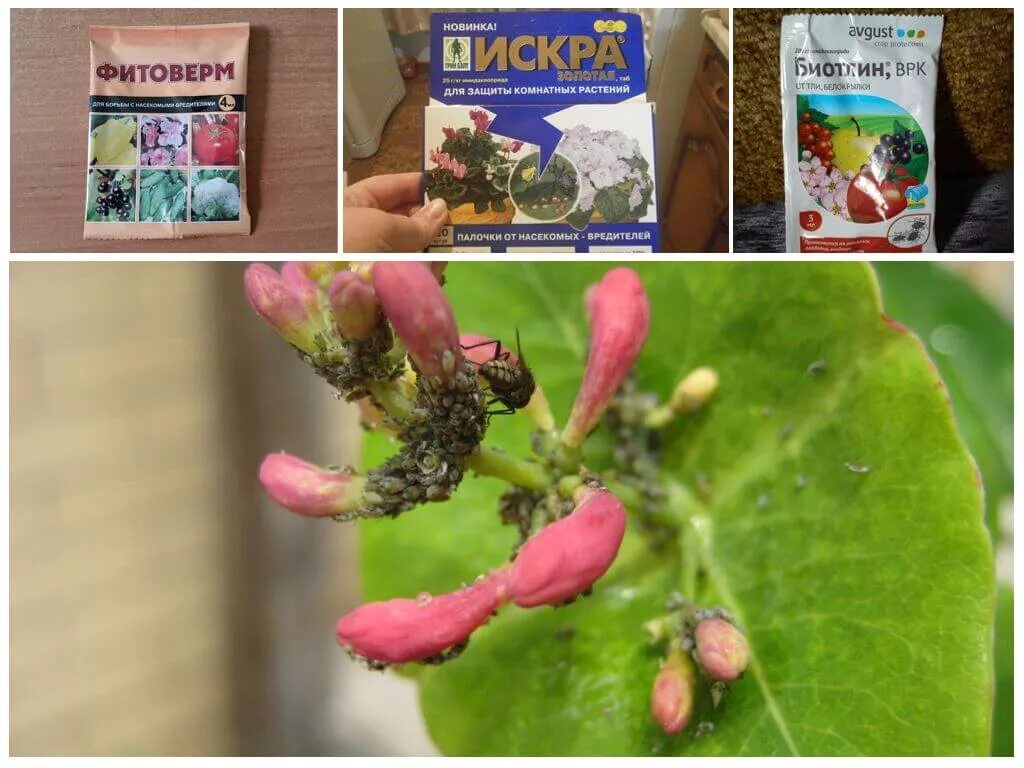 Как часто обрабатывать от тли. Средства от тли на растениях. от тли на жимолости. тля на жимолости. препараты от вредителей малины.