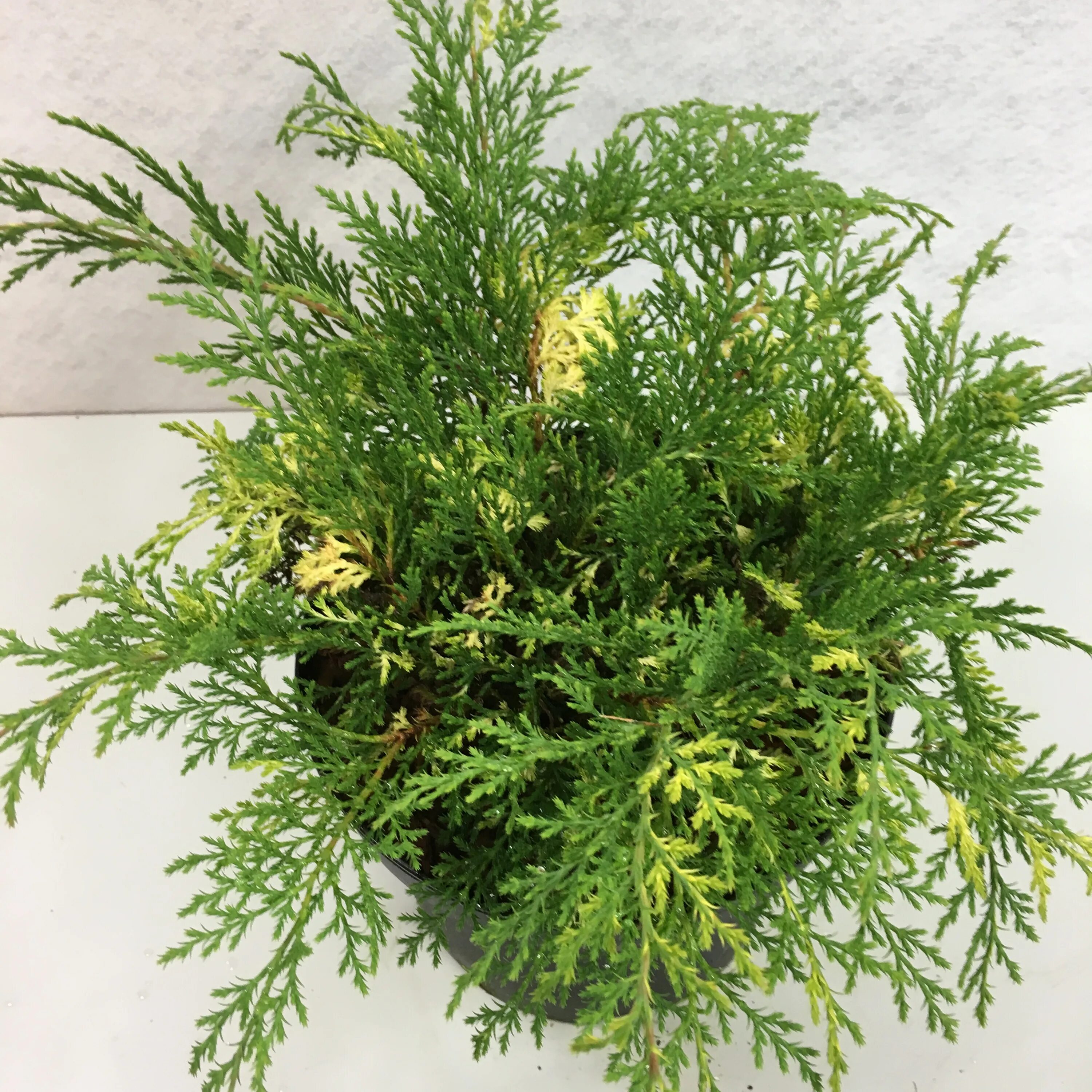 микробиота карнавал. микробиота перекрёстнопарная (сорт 'carnival'). микробиота карнавал. Microbiota decussata 'carnival'. микробиота карнавал.