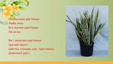Щучий слова