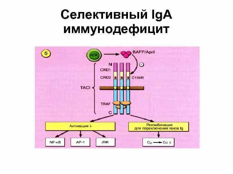 Секреторный иммуноглобулин а. Селективный дефицит иммуноглобулина а. Селективная недостаточность iga. Селективный дефицит iga патогенез. Схема строения секреторного иммуноглобулина а.