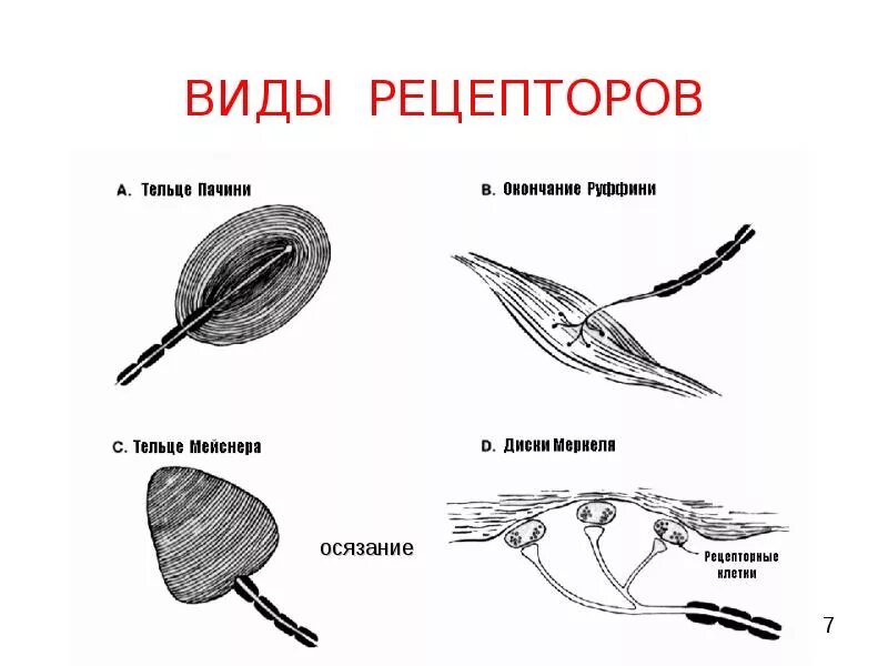 Рецептор тельце Руффини. Виды рецепторов. Рецепторы примеры. Рецепторы и их виды.