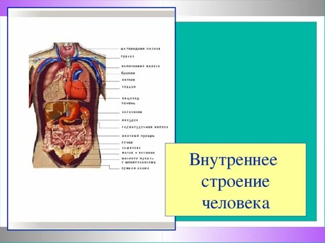 Внутреннее строение человеческого. Строение человека. Структура человека. Строение человека внутри. Внутренне строение тела человека.