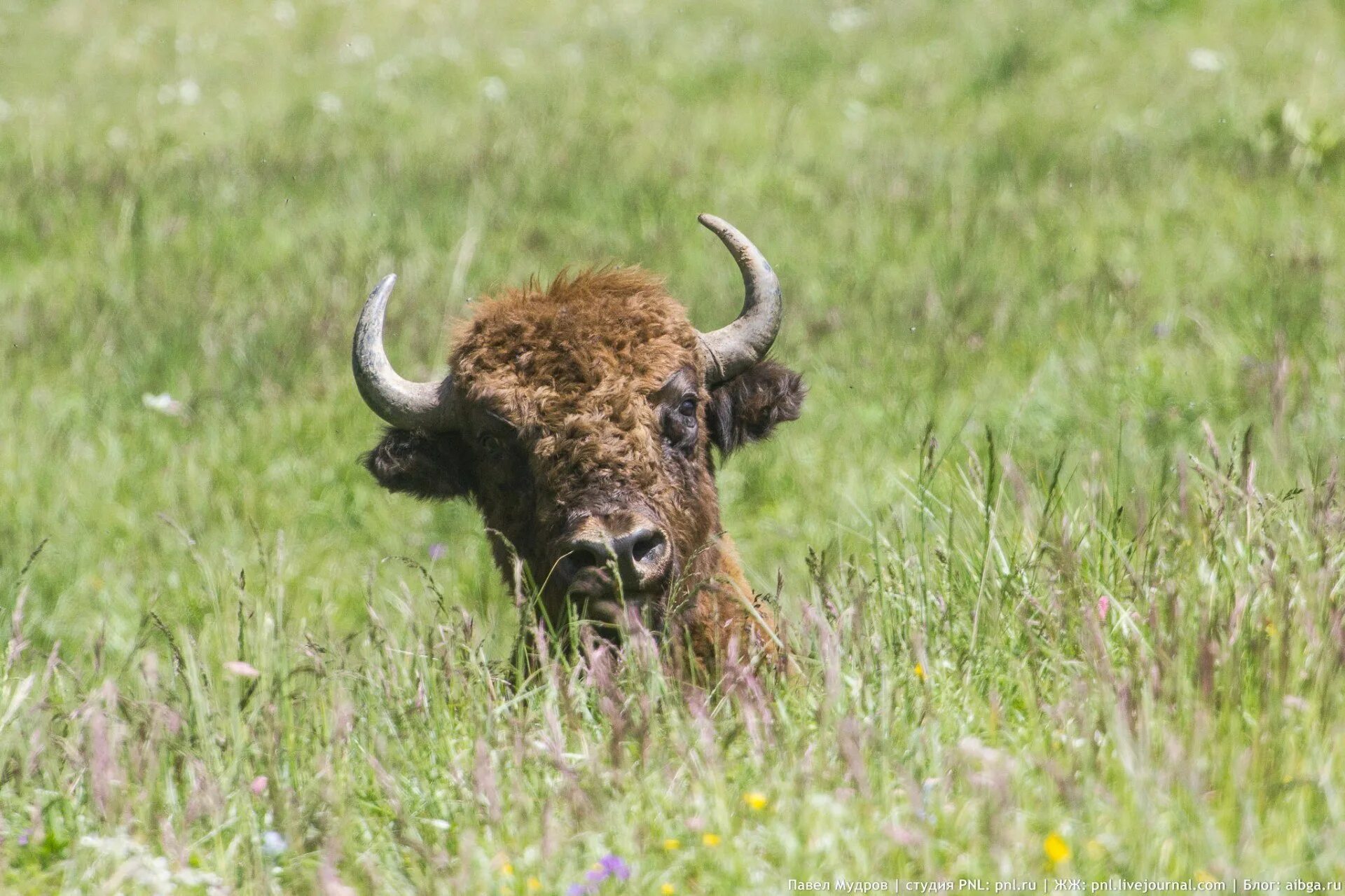 Зубр 70. Зубр 70. Западнокавказский зубр. Хоперский заповедник зубр. Зубробизон в кавказском заповеднике.
