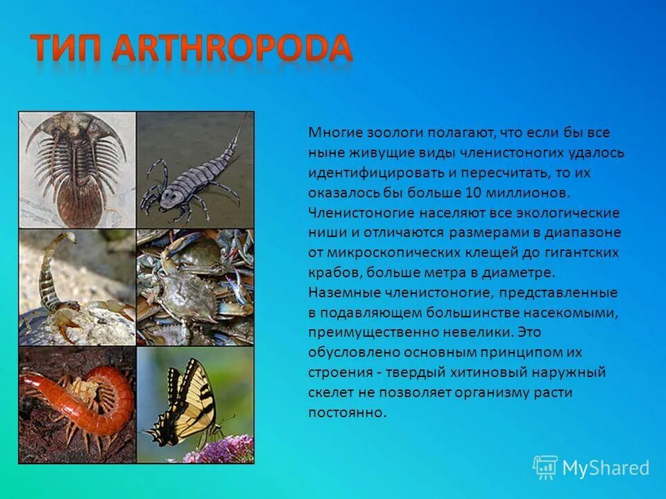 Наружный скелет членистоногих представлен. Наружный скелет членистоногих представлен. Наличие наружного скелета у членистоногих. Наружный хитиновый скелет. Наружный скелет из хитина имеют.