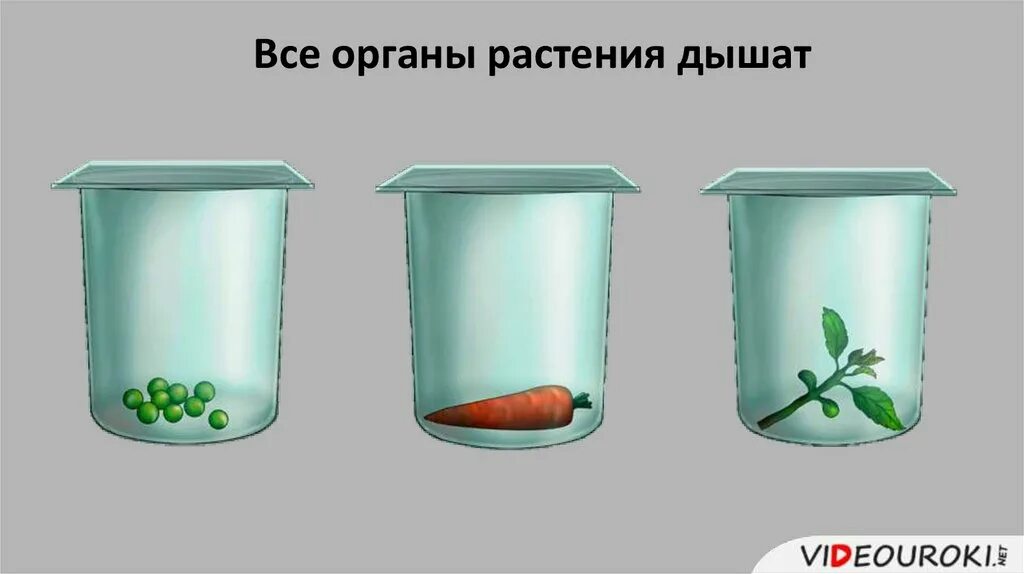 Какие вещества образуются при дыхании семян впр