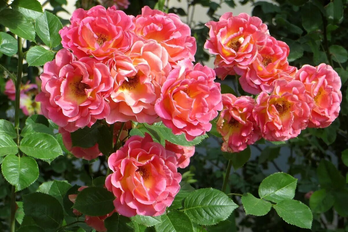 Питомник роз татьяны чех. Розы для татьяны. Питомник роз татьяны чех. Чудесный мир роз татьяна смоляниченко. Питомник роз татьяны чех.