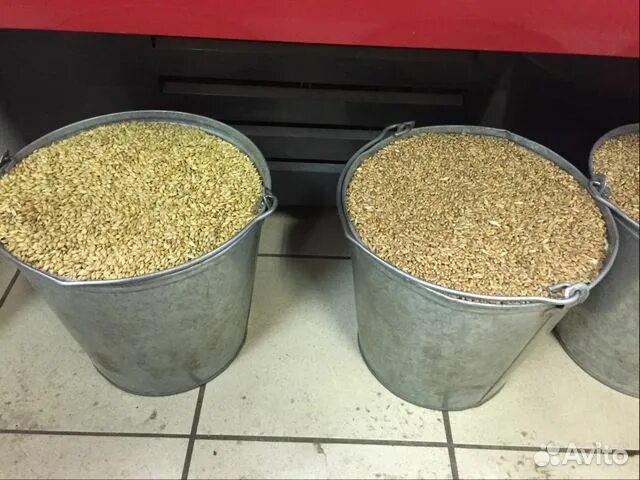 Зерно пшеницы в ведре. Красивое ведро с зерном. Ведро овса. Ведро с зерном. Ведро с зерном.