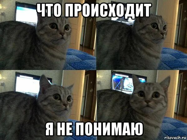 Понял осознал. Мемы с котом. Мемы с котами без надписей. Котик Мем. Понимающий кот мемы.