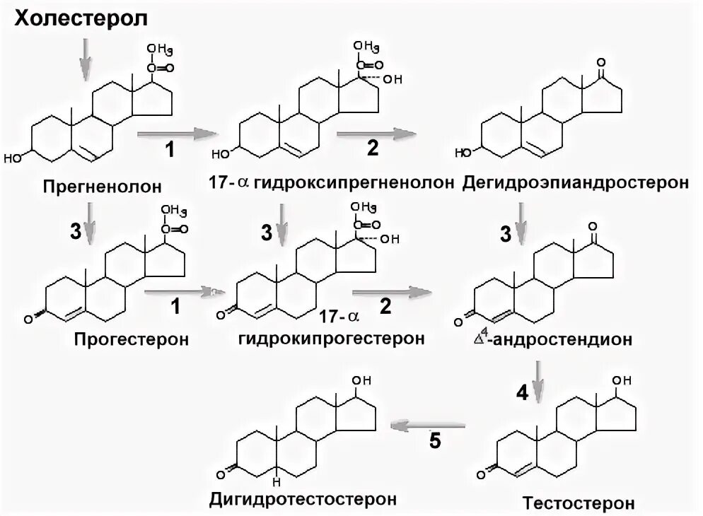 Этот элемент участвует в образовании тестостерона. Дегидроэпиандростерон схема гормонов. схема синтеза половых гормонов. синтез тестостерона биохимия. дегидроэпиандростерон функции гормона.