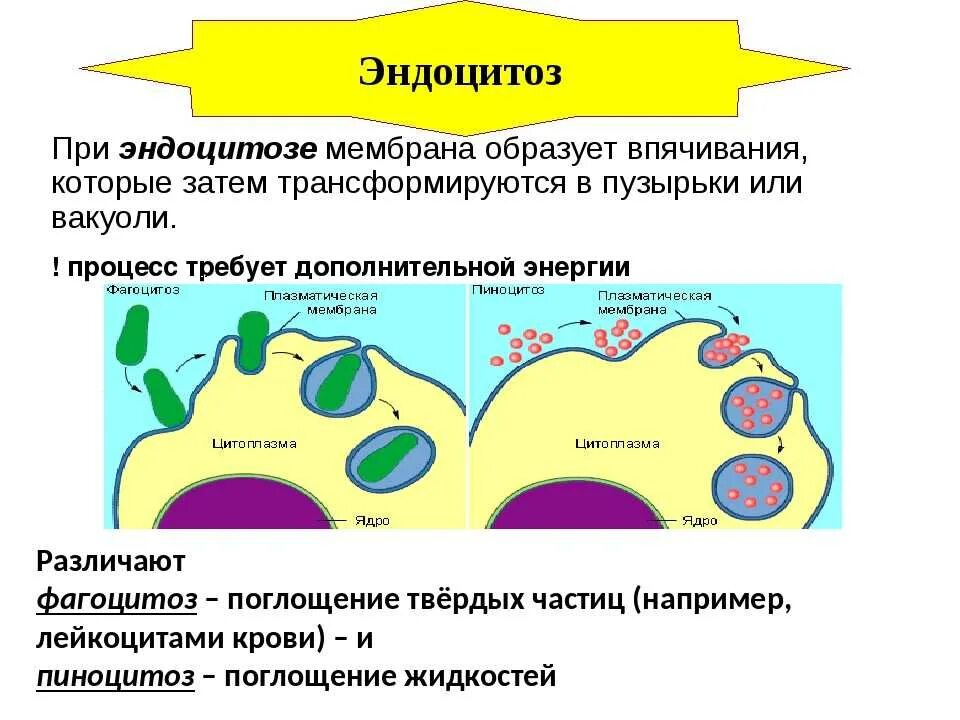 Транспортируемые вещества эндоцитоза