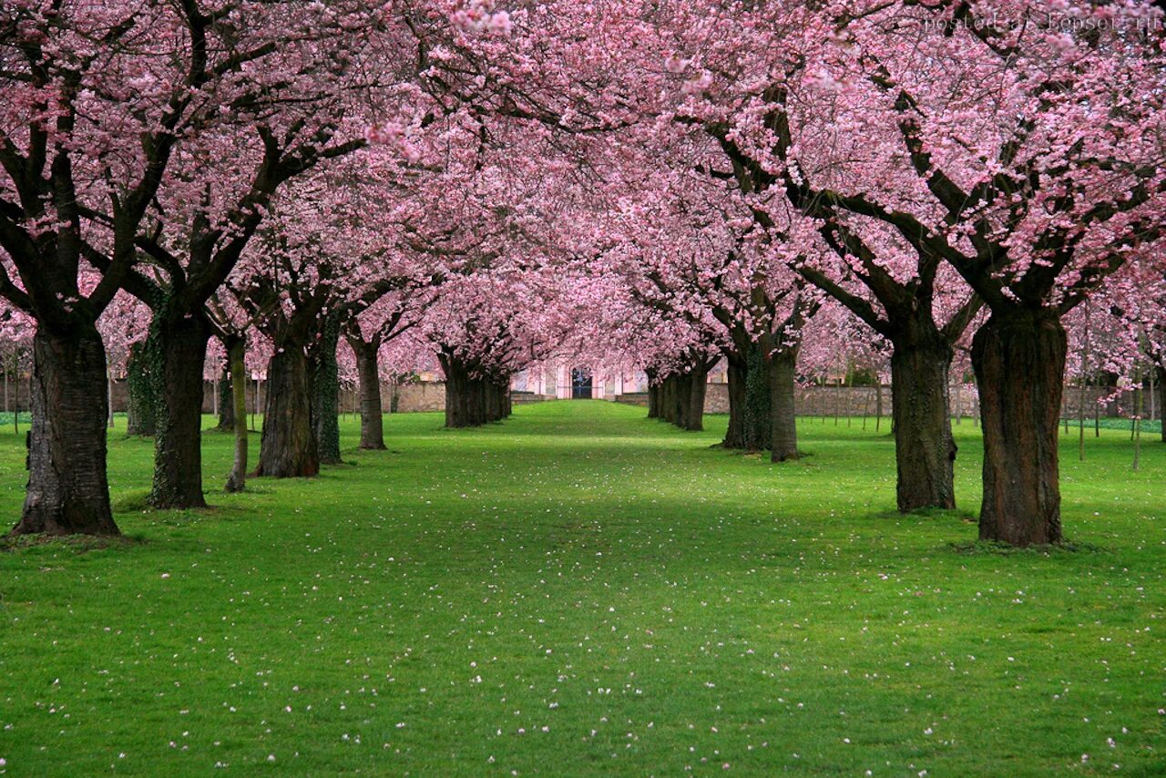 Sacura. Черри блоссом найт. Далат сакура. /япония сакура цветение япония. Япония дерево сакура.