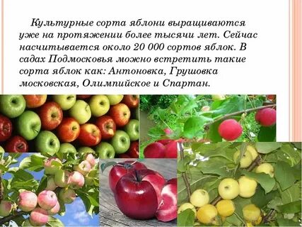 Овощи 2 сорт