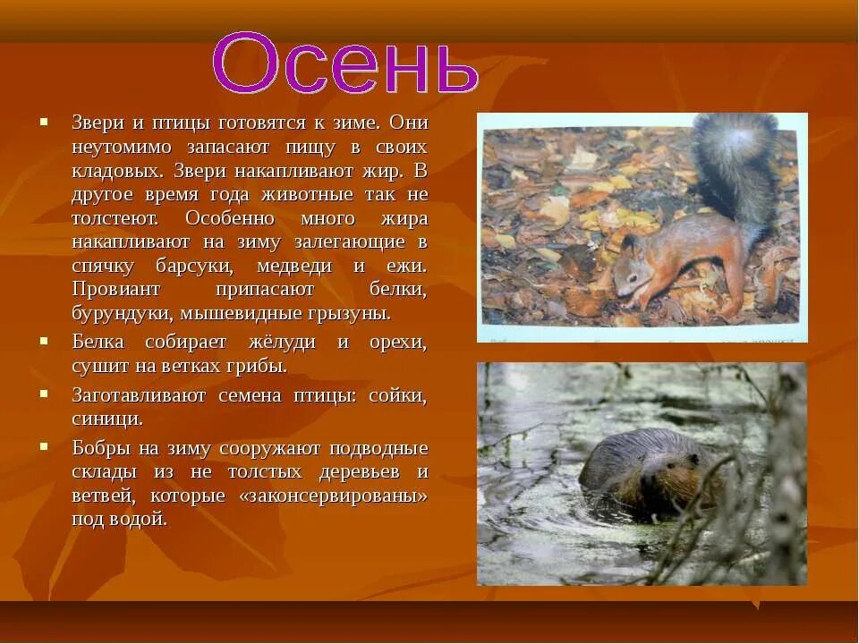 Жизнь животных в разное время. Осенью животные готовятся к зиме. Изменения животных осенью. Птицы и животные готовятся к зиме. Животные осенью презентация.