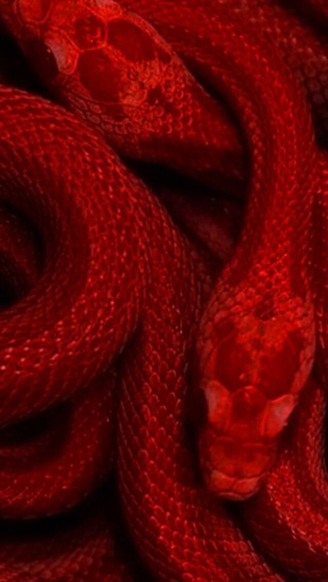 "A red snake that likes to crawl on a ." - image created in Shedevrum