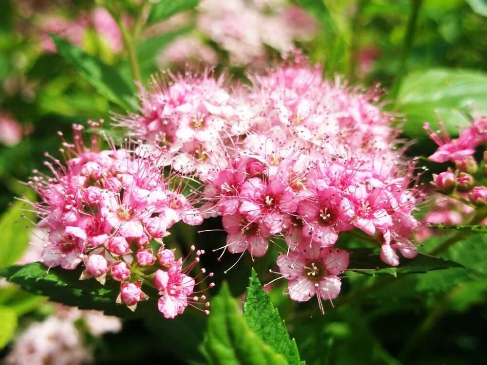 Кустарник по далю 5 букв. Спирея монгольская, Spiraea mongolica. Спирея японская розовая. Спирея японская иволистная. Розоцветные спирея.