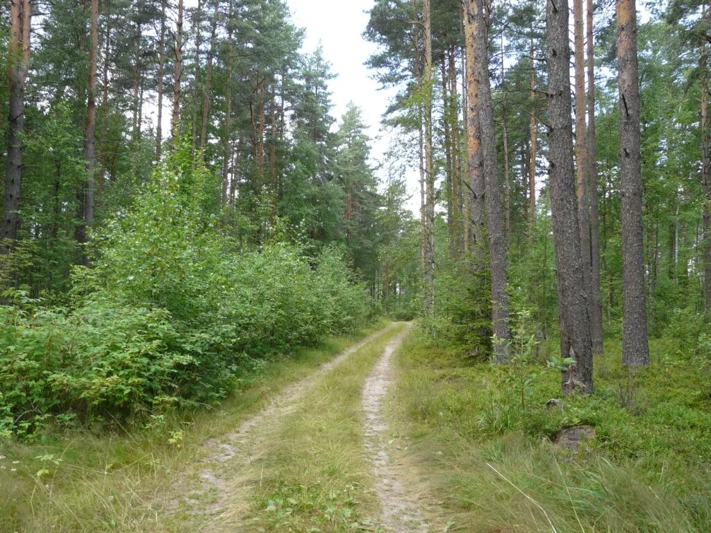 некоузский район ярославской области станция волга. посёлок волга некоузский район. п волга некоузского района ярославской области. поселок волга ярославская область некоузский. фабрика поселок волга.