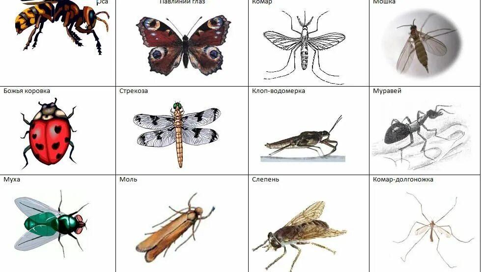 Божья коровка комар. Насекомые для дошкольников. Насекомые для ДОШКОЛЬНИКЛ. Насекомые. Карточки. Картинки насекомых с названиями.