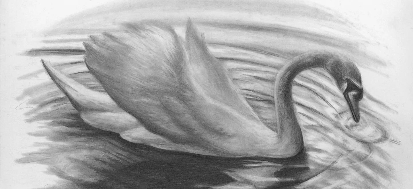 Лебедь рисунок. Рисование лебедя. Рисунки карандашом. Лебедь рисунок карандашом.