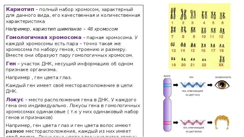 Кариотип набор генов в хромосоме. Кариотип характеристика хромосом. Кариотип половых клеток. Характеристика хромосомного набора. Изменение количества генов