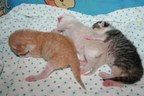 3 день котенку