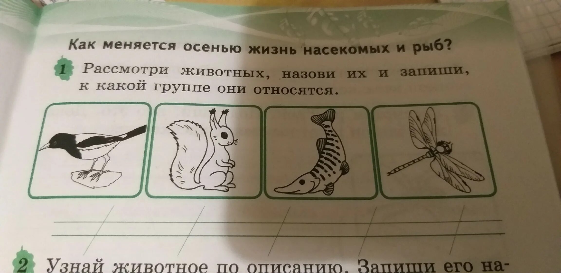 Рассмотри рисунок запиши. Узнай по описанию животное и запиши. Рассмотри рисунки Подбери клички животных. Рассмотрите животных на рисунке. К каким группам они относятся. Рассмотри рисунки назови только зверей объясни свой выбор 1 класс.